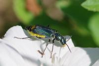 Clanoptilus elegans