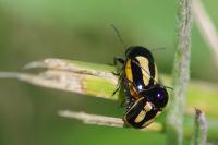 Cryptocephalus vittatus