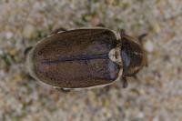 Anoxia villosa