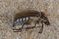 Anoxia villosa