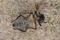 Anoxia villosa