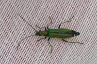 Oedemera nobilis