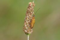 Oedemera podagrariae
