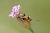 Oedemera podagrariae