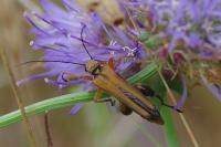 Oedemera podagrariae
