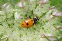 Hippodamia variegata