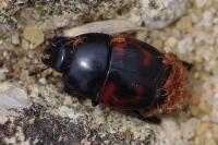Hister quadrimaculatus