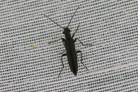 Oedemera