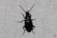 Agonum