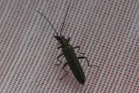 Oedemera