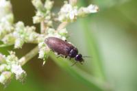 Scraptia dubia