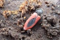 Ampedus sanguinolentus