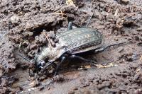 Carabus granulatus