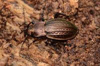 Carabus cancellatus