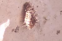 Chilocorus bipustulatus