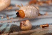 Dorcus parallelipipedus