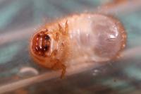 Cetonia