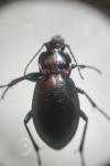 Carabus nemoralis