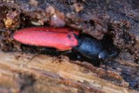 Ampedus quercicola