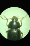 Nalassus laevioctostriatus