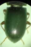 Nalassus laevioctostriatus