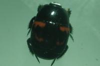 Hister quadrimaculatus