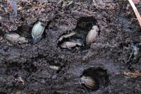 Carabus granulatus