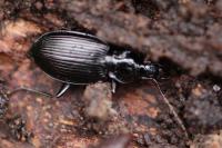 Platynus assimilis