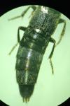 Quedius