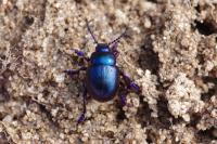 Timarcha goettingensis