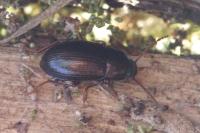 Nalassus laevioctostriatus