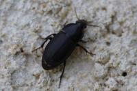 Harpalus