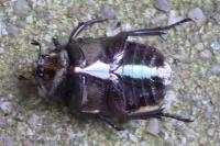 Cetonia aurata