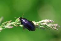 Harpalus