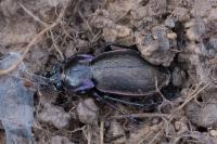 Carabus problematicus