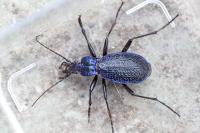 Carabus intricatus