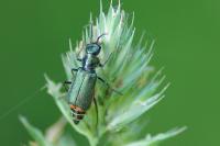 Malachius bipustulatus