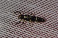 Propylea quatuordecimpunctata