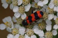 Trichodes apiarius