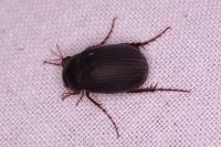 Maladera holosericea