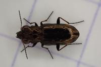 Notiophilus quadripunctatus