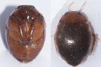 Hyphydrus ovatus
