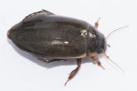 Colymbetes fuscus