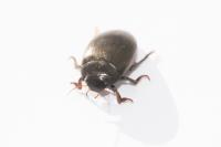 Agabus bipustulatus