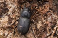 Dorcus parallelipipedus