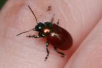Chrysolina polita