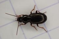 Pterostichus strenuus