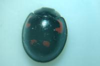 Exochomus quadripustulatus