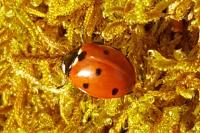 Coccinella septempunctata