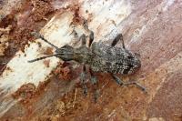 Rhagium inquisitor